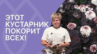 Лучший кустарник для средней полосы!