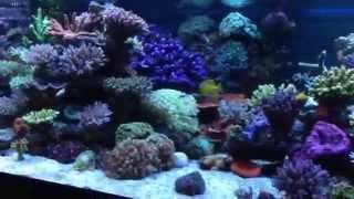 Shallow reef