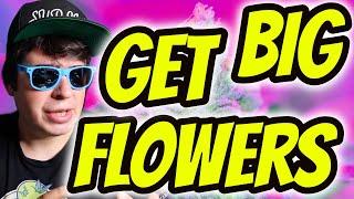 Get SUPER BIG FLOWERS With THIS Grow Technique