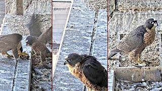 367 Collins Falcons~ Prey for #3 That little girl is happy without her sisters~5:48 pm 2024/11/14