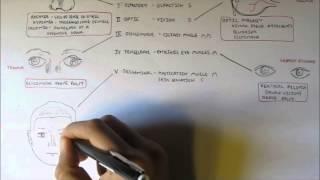 Cranial Nerves - Functions and Disorders