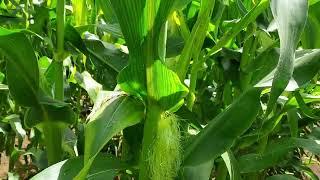 Growing in Jamaica (Sweet corn update)