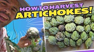 Artichokes!: When and How to Harvest