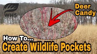 Diversity Pockets For Whitetails And Wildlife