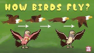 How Birds Fly? - The Dr. Binocs Show | Best Learning Videos For Kids | Peekaboo Kidz