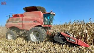 CASE IH 7130 AXIAL-FLOW Combine Harvesting Corn