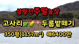 삼랑진 주말농막용 고사리 두룹밭떼기 싸게드립니다 매6400만