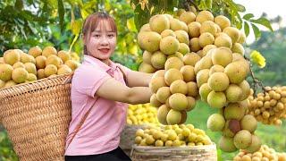 Harvesting Lanzones Bon Bon Fruit Go To The Market Sell | Harvesting Farm Produce