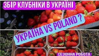 Заробітки на клубніці в Україні. Збір клубніки. Сезонна робота в Україні