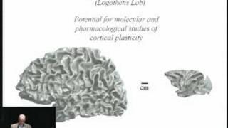 The Human Visual Pathways: Maps, Plasticity, and Reading