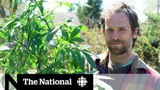 Gardeners jump in on Canada's blossoming cannabis industry