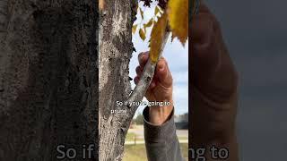 Elm Pruning Tips for Edmonton Residents