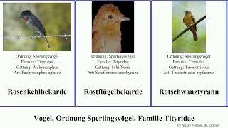 Vogel, Ordnung Sperlingsvögel, Familie Tityridae bird Passeriformes Streifenrückenbekarde