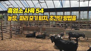 54 흑염소 사육  - 흑염소농장 파리 모기를 퇴치 방법을 찾았어요