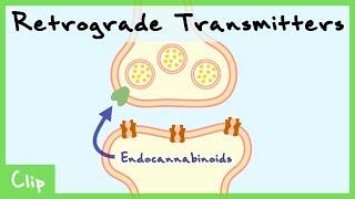 Retrograde Transmitter System Explained (Endocannabinoids & Nitric Oxide) | Clip