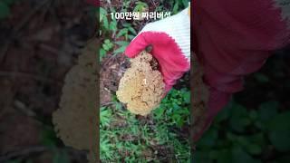 와? 산삼보다 귀한 대물 발견?