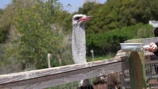 Ostrich making booming noise (mating sound)