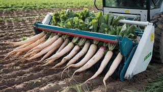 From Farm to Factory: The Journey of White Radishes