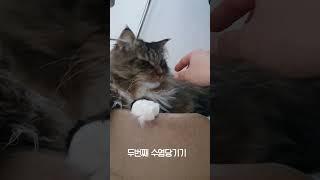 #착한고양이테스트#못된고양이 ㅋㅋㅋ#고양이#cat#cattest##코리안롱헤어#koreanlonghair#고양이테스트