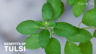 Health Benefits Tulsi | Holy Basil Benefits | @VentunoYoga