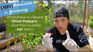 When & How to Harvest & Eat a Ghost Pepper - Safely