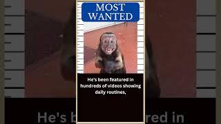 Viral Capuchin Monkey named MONKEYBOO 