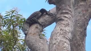 Large Monitor Raids Currawong Nest