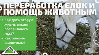 Как ПОМОЧЬ ЖИВОТНЫМ с помощью утилизации елки? / Леруа Мерлен Санкт-Петербург