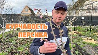 Как избежать курчавости персика 