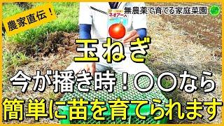 【玉ねぎ栽培】種まきからがお得！簡単に苗を育てる方法【有機農家直伝！無農薬で育てる家庭菜園】　24/9/12