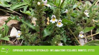 Euphraise (Euphrasia officinalis) : inflammations oculaires, rhinites, otites