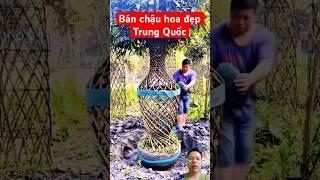 Bán chậu hoa đẹp Trung Quốc