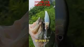 23년8월27일 배스기록 롱빌미너우 여울에 던져서 #배스 #bass #bassfishing #fishing #낚시 #배스낚시 #미노우 #고삼지