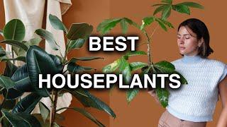 6 Houseplants That Will Make Your Home Look Cute!