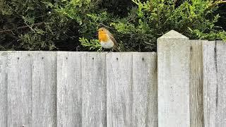 A Robin Singing