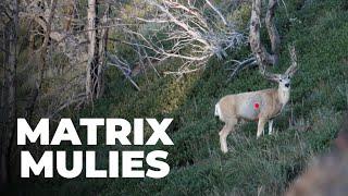 Matrix Mulies | The Western Hunter | Nevada Archery Mule Deer Hunt with Nate Simmons