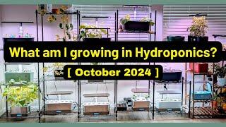 What am I growing | Oct 2024 | Aerogarden iDoo LetPot Spider Farmer AHopeGarden RainPoint Mufga