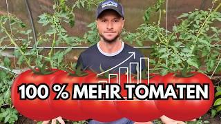 Tomatenernte verdoppeln!  Funktioniert MEHRTRIEBIGER Anbau wirklich?