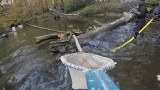 Electrofishing and Macroinvertebrate Sampling Demonstration