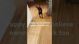 Puppy can’t believe owner can bark