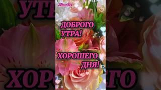 Доброго утра! Хорошего дня! #сдобрымутром #доброеутро #музадуши #shortsvideo