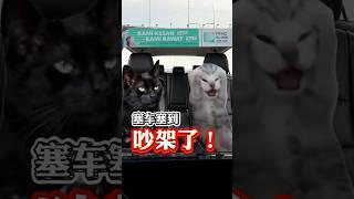 Cat Memes Traffic Jam - Prinz Klinik 品医诊所