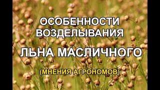 Лен масличный - технология возделывания