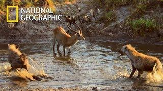 Hyena VS. Lycaon! Who will take Lamb?｜National Geographic