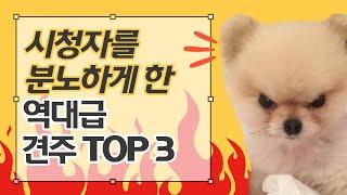 강아지 문제행동 교정 프로그램에 나온 역대급 견주 TOP3