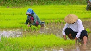 Rice planting and harvesting of vegetables I Cooking food for the farmers I Joseph The Explorer