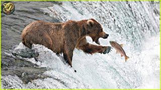 The Life of Bears: A Yearly Journey Through Survival and Splendor | Animal Fighting