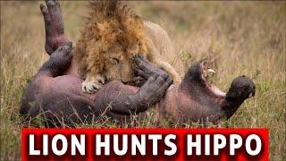 Lion Hunts a Hippo | Extremely Rare Footage of a Male Lion Hunting Hippo Alone | Maasai Mara, Africa