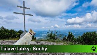 Túlavé labky: Suchý zo Strečna (Malá Fatra)