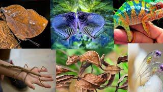 top 10 most Invisible Animals in the world!  #yputube #factzone #facts